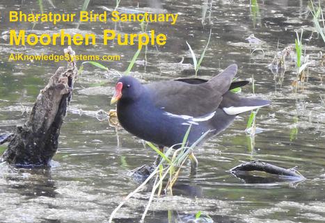 Moorhen Purple (11) Coming Soon